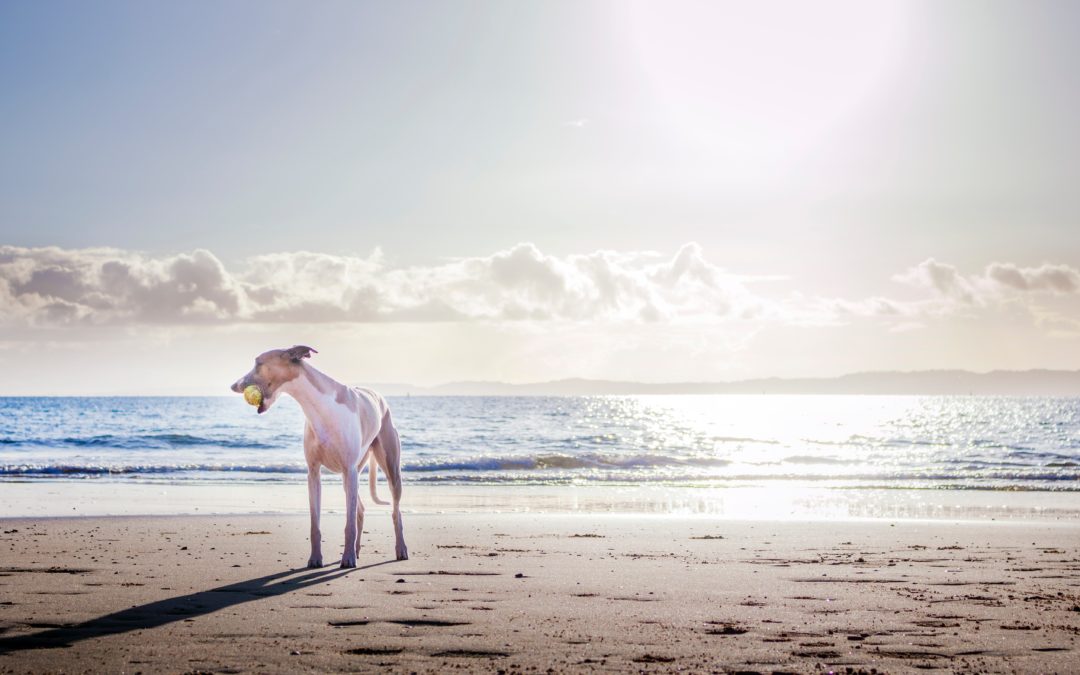 5 Most Common Summer Dangers for Pets