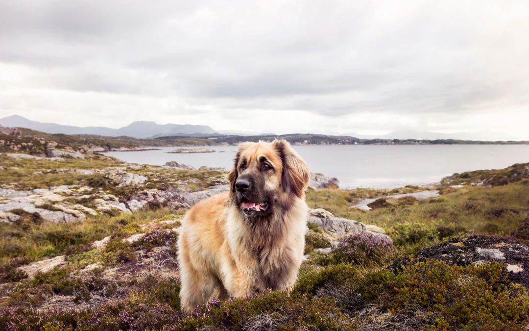 Breed Highlight: Leonberger