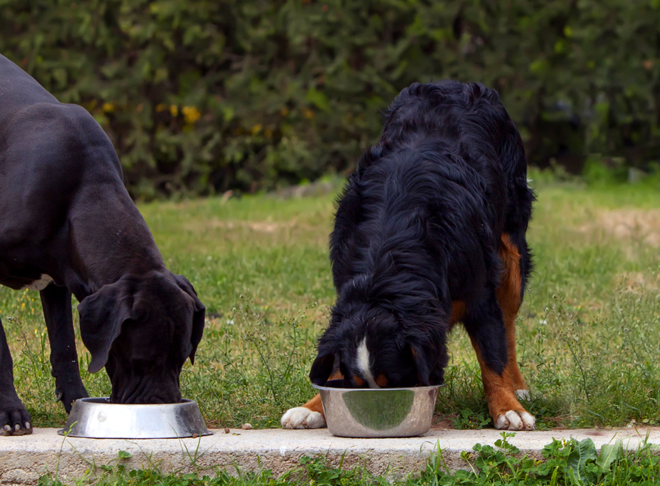 feeding-grain-free