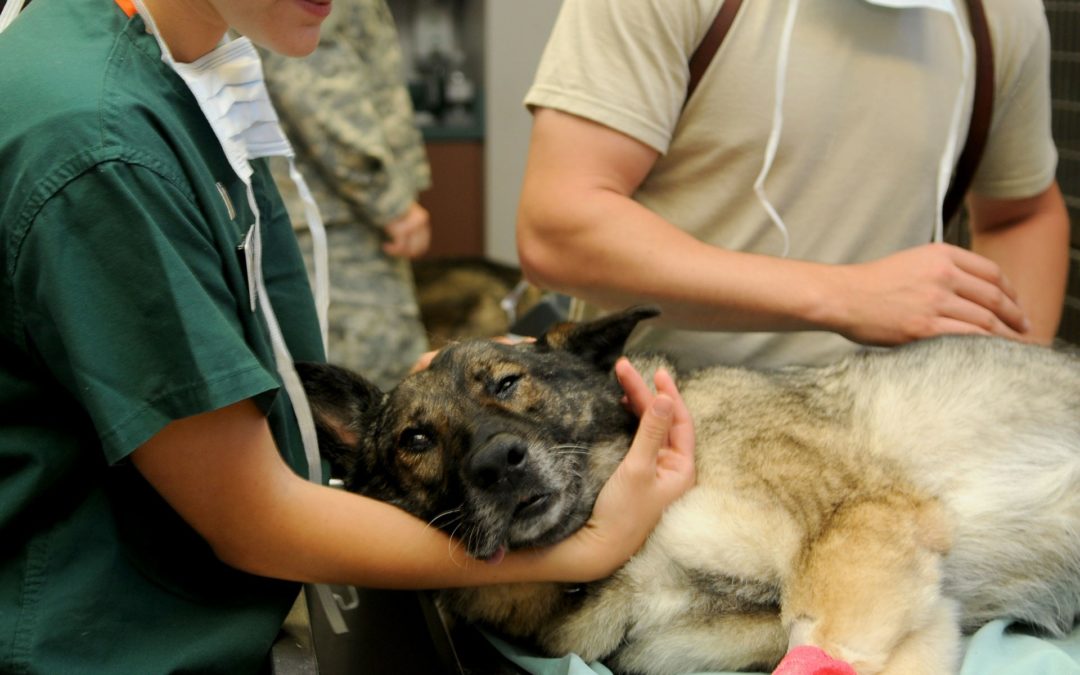 Is Your Dog Predisposed to DCM?