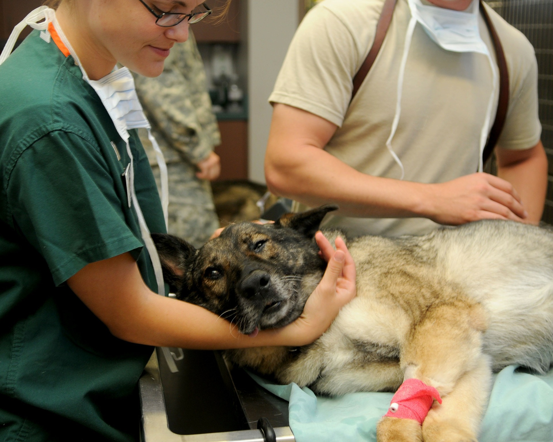 veterinary-85925_1920