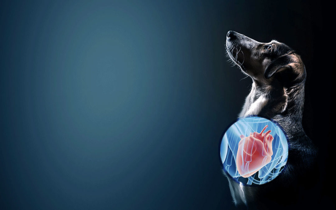 How taurine, grain-free diet, and genetics affect canine DCM development