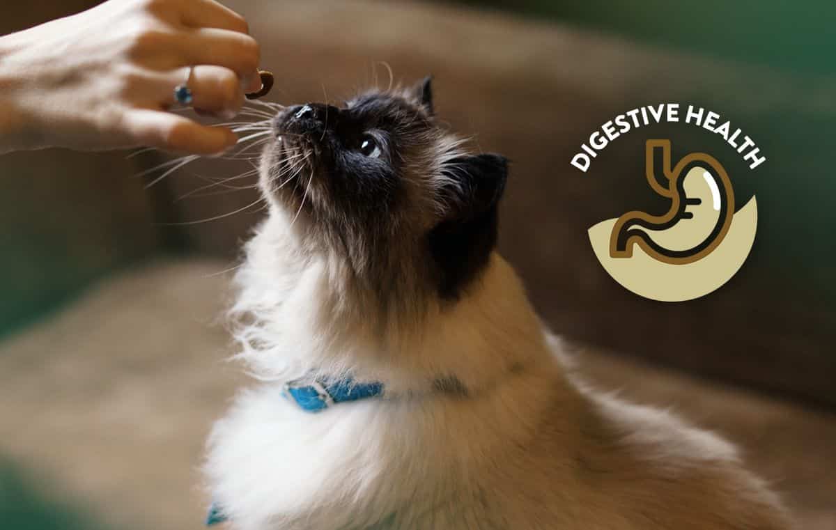 cat-digestive-health-care