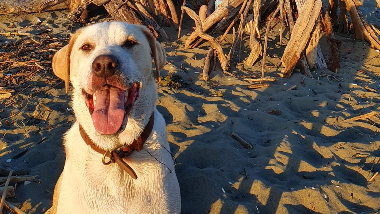 womble at the beach