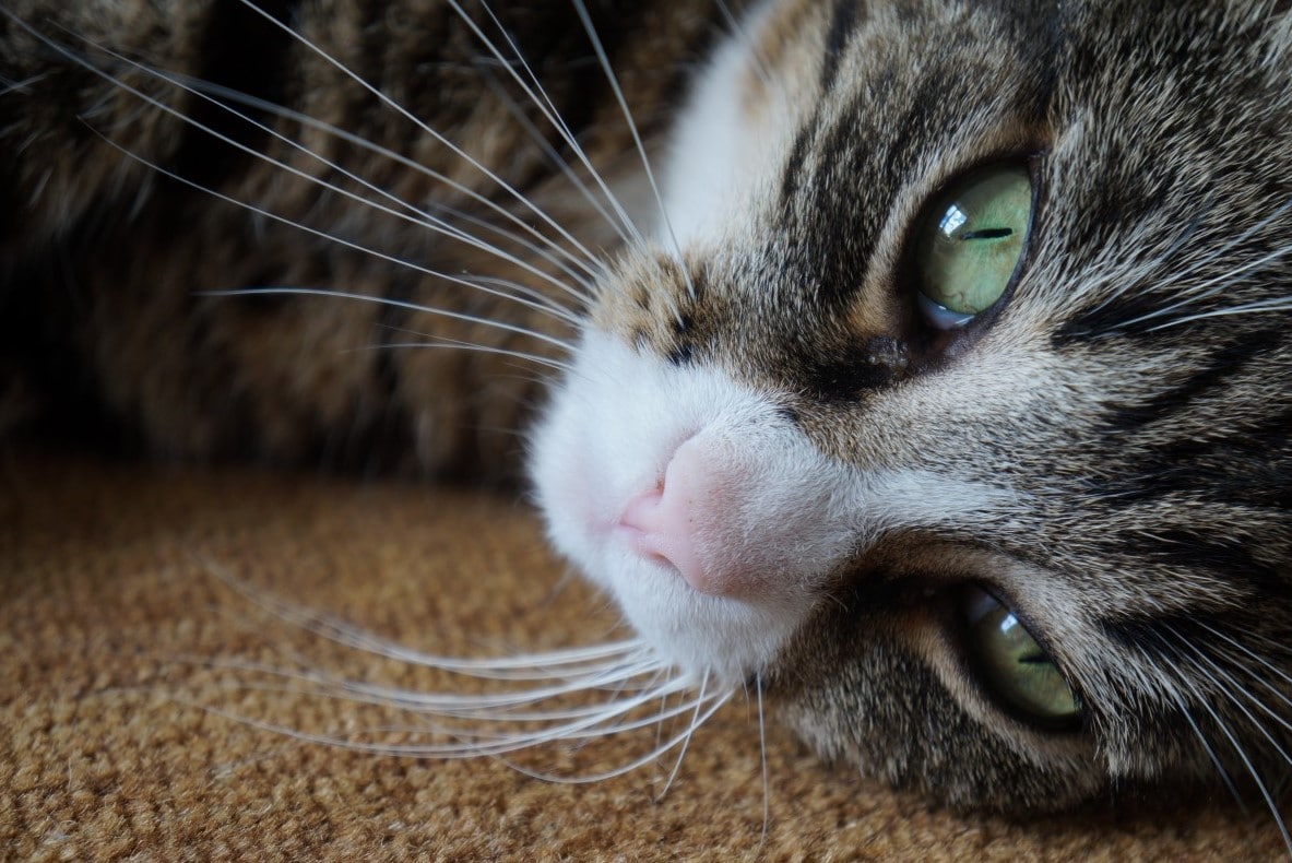 cat closeup