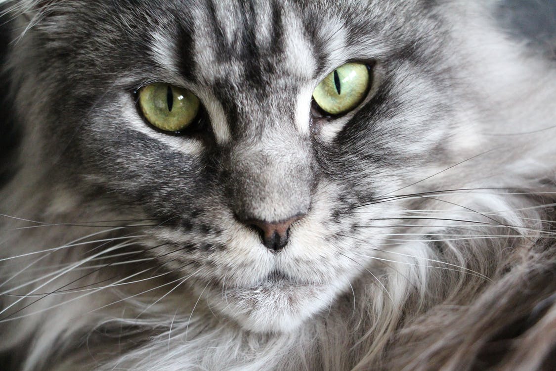 maine coon 1