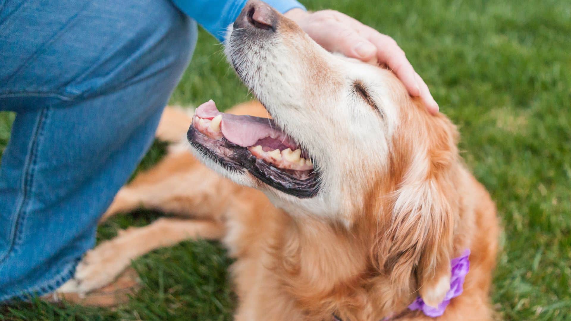 Soft Food Tips for Elderly Dogs