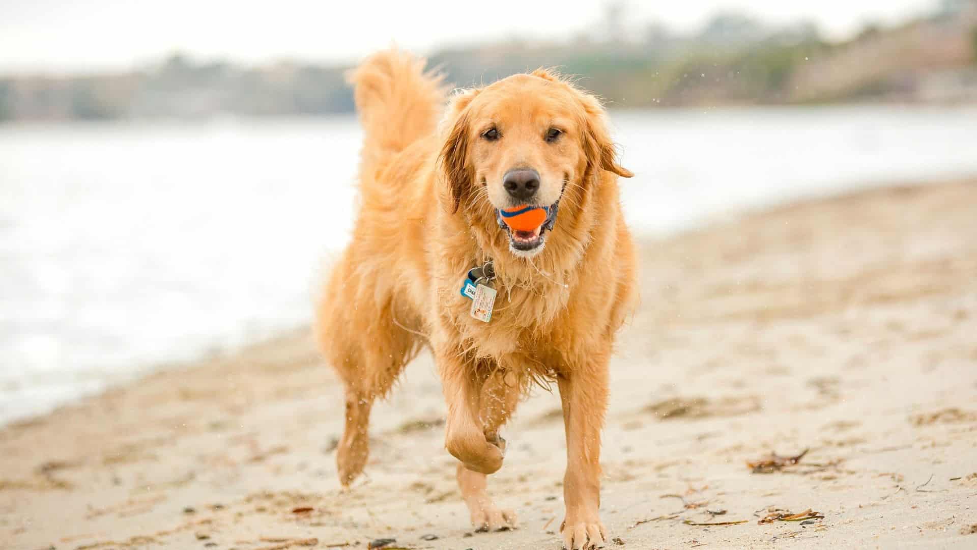 dog standing on beach