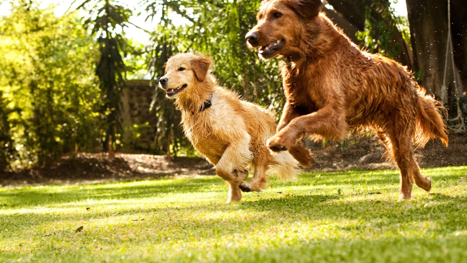 jumping dogs