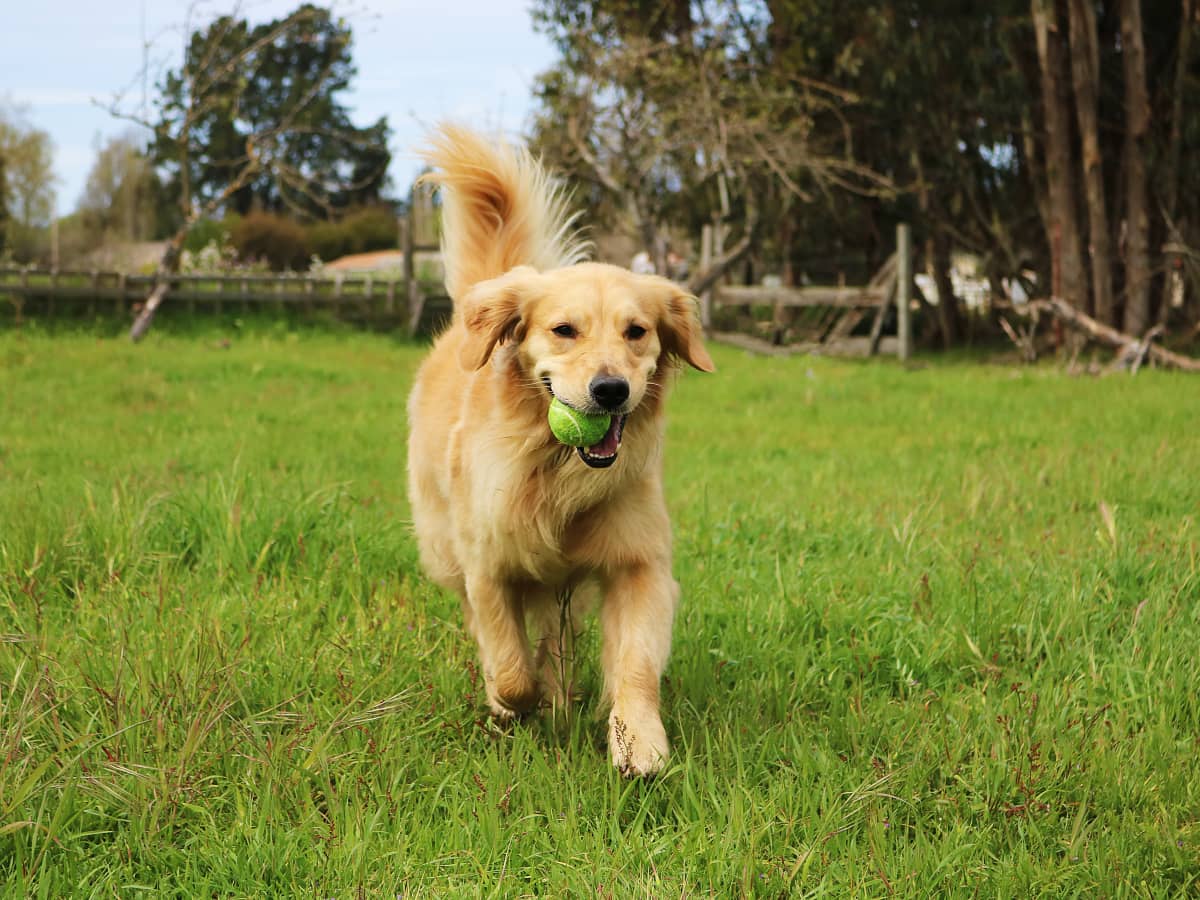 Exercise Tips for Large Breed Dogs Big Fun for Your Big Buddy