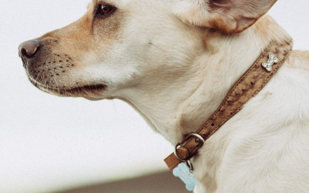 What causes canine and feline food allergy
