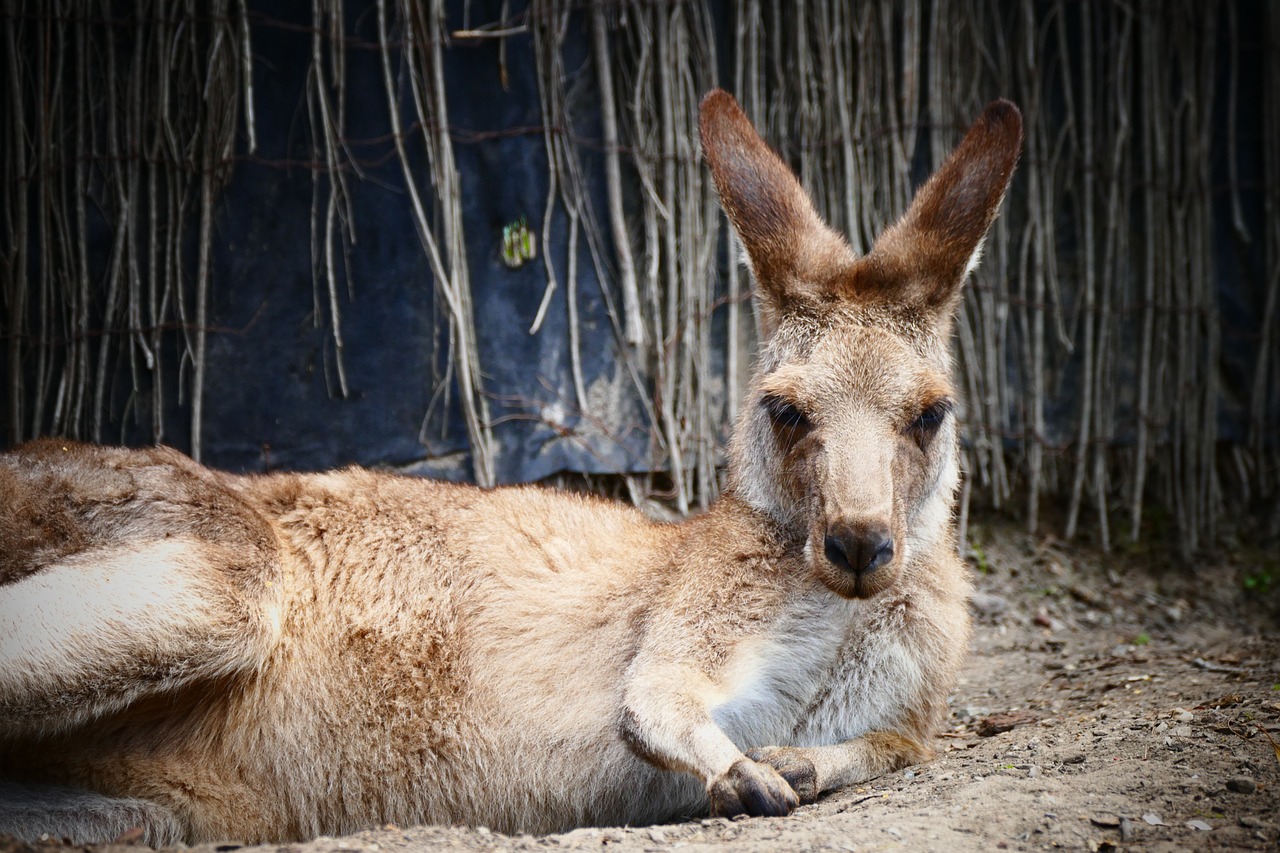 kangaroo-2244814_1280