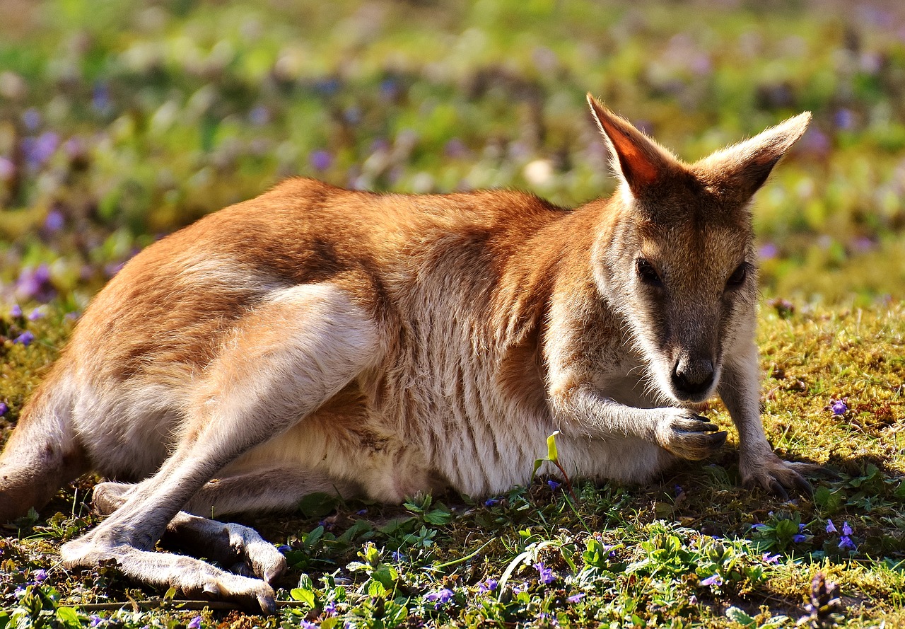 is kangaroo a cooling food for dogs