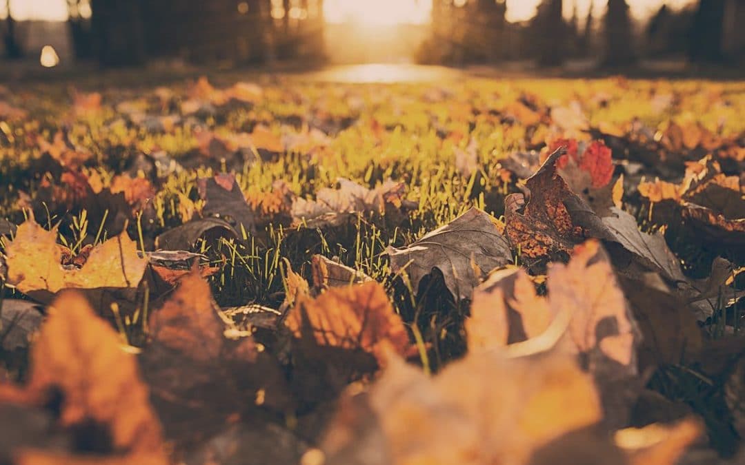 Fall is Here In Full Force
