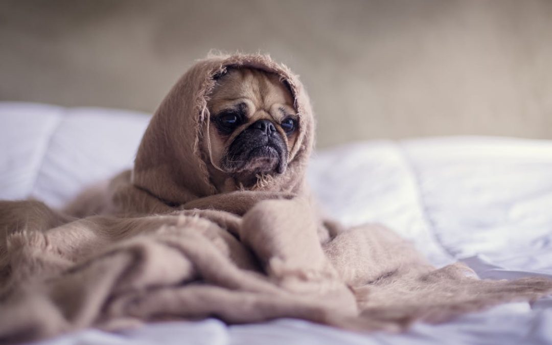 Finicky Dogs and Cats