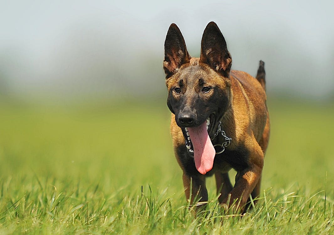 malinois-dog-animal-animal-portrait-55806