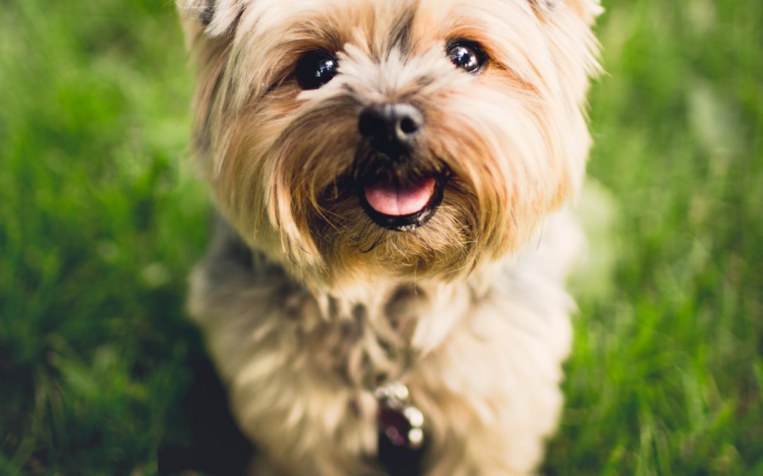 Keep Your Pet Safe In Summer