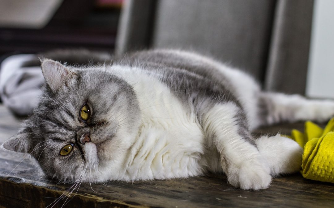 Fat Cat to Fit Cat