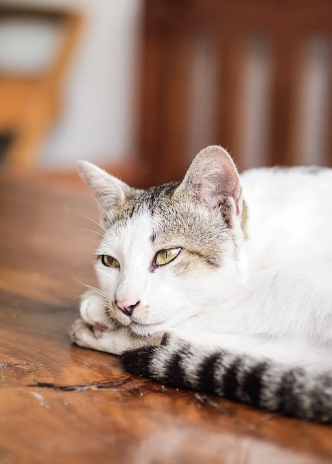 Why Does My Cat Have Diarrhea