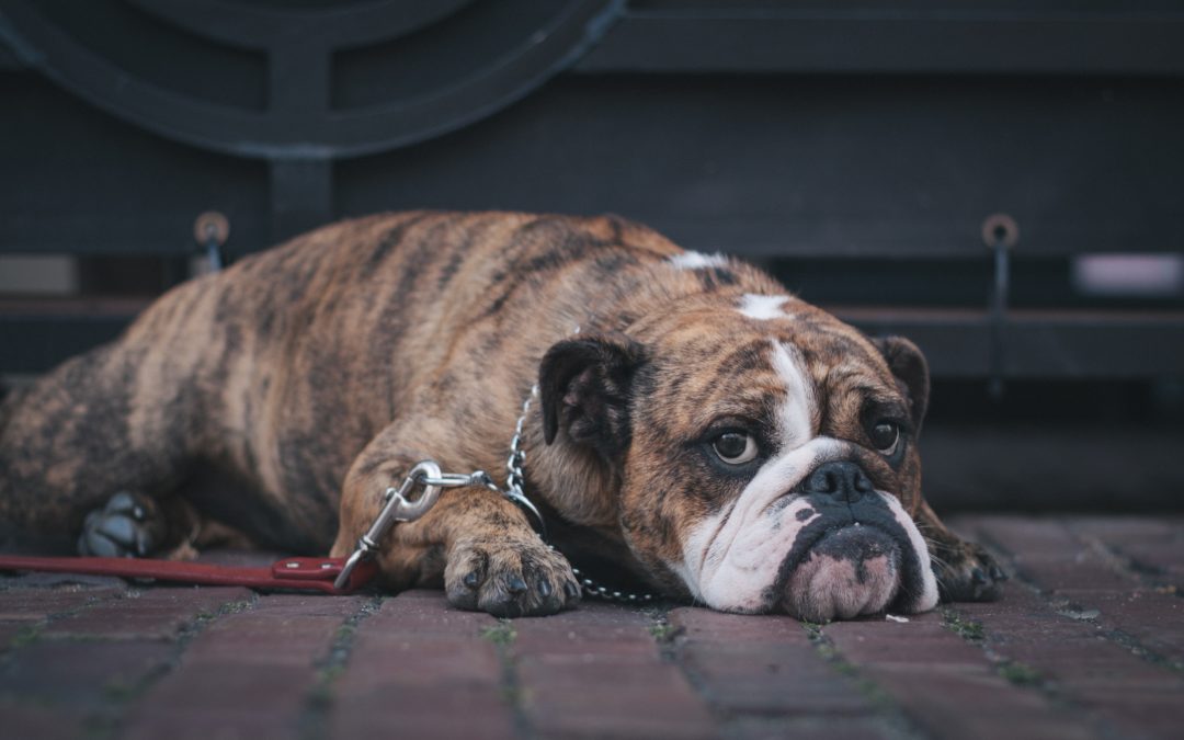 Why Does My Dog Chew On His Paws?