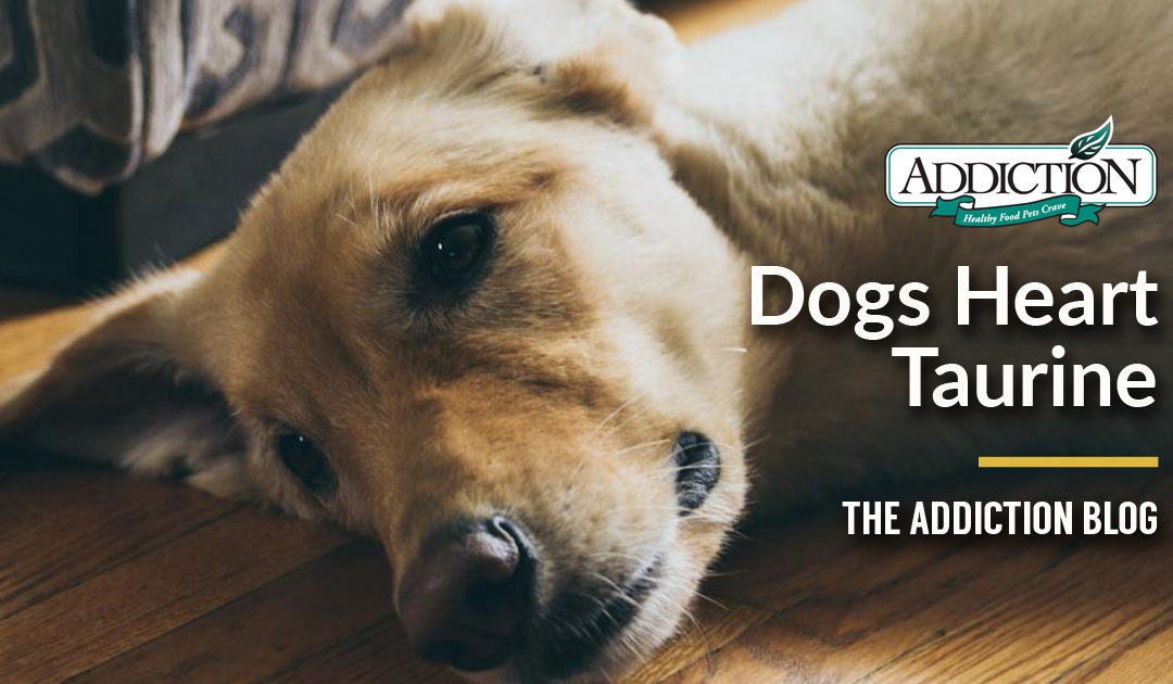 Dogs “heart” Taurine
