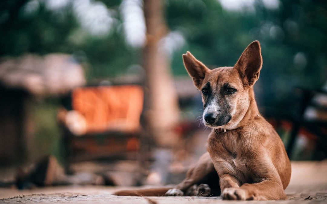 5 Reasons Mutts are Excellent Companions
