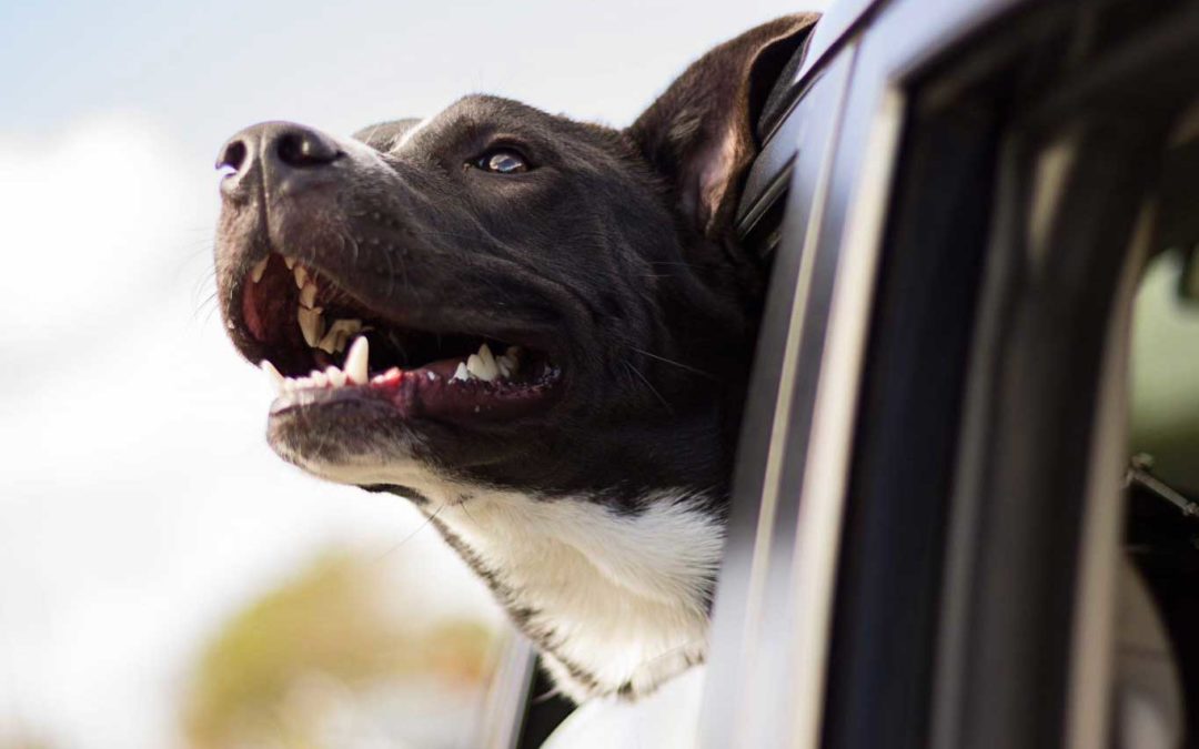 Why You Shouldn’t Leave Your Pets in a Car