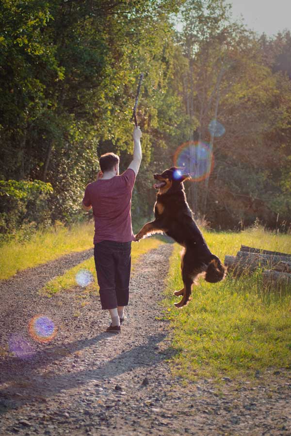 dog-playing-with-owner