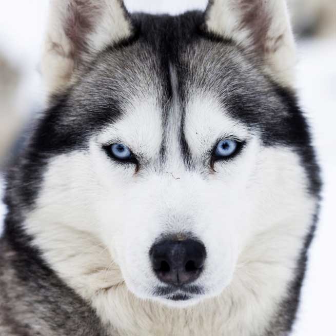 husky-close-up