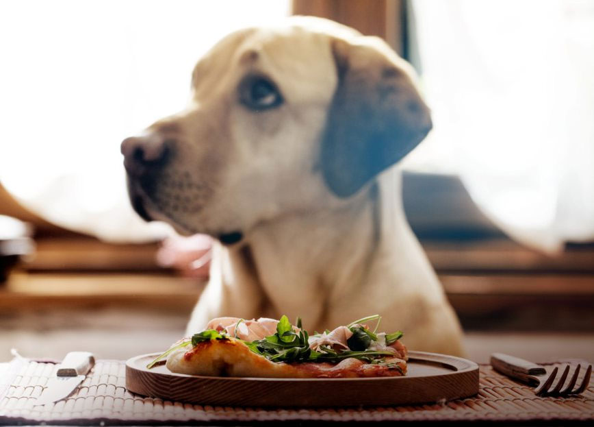 Are fully meat-based diets good for your dog?