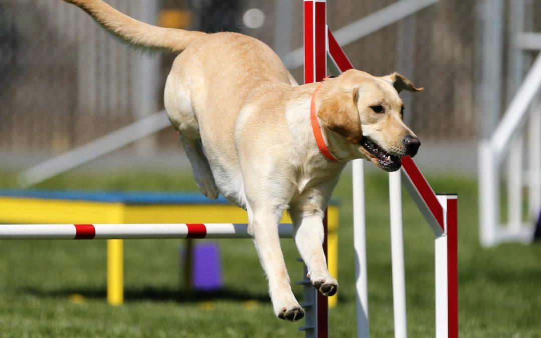 5 advanced tricks to teach your dog (Part 3 of 3)