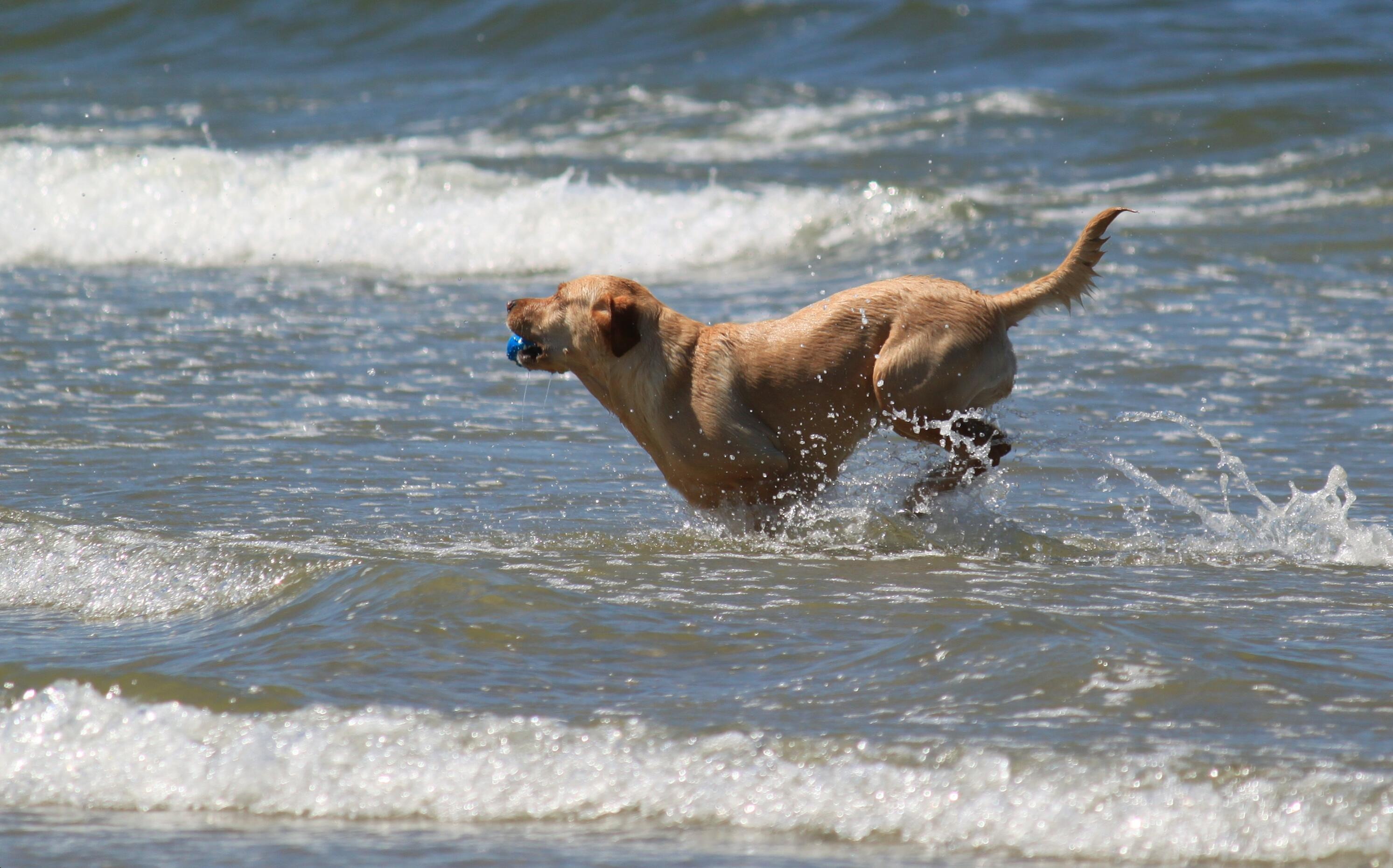 beach-sea-coast-water-nature-play-994260-pxhere.com_