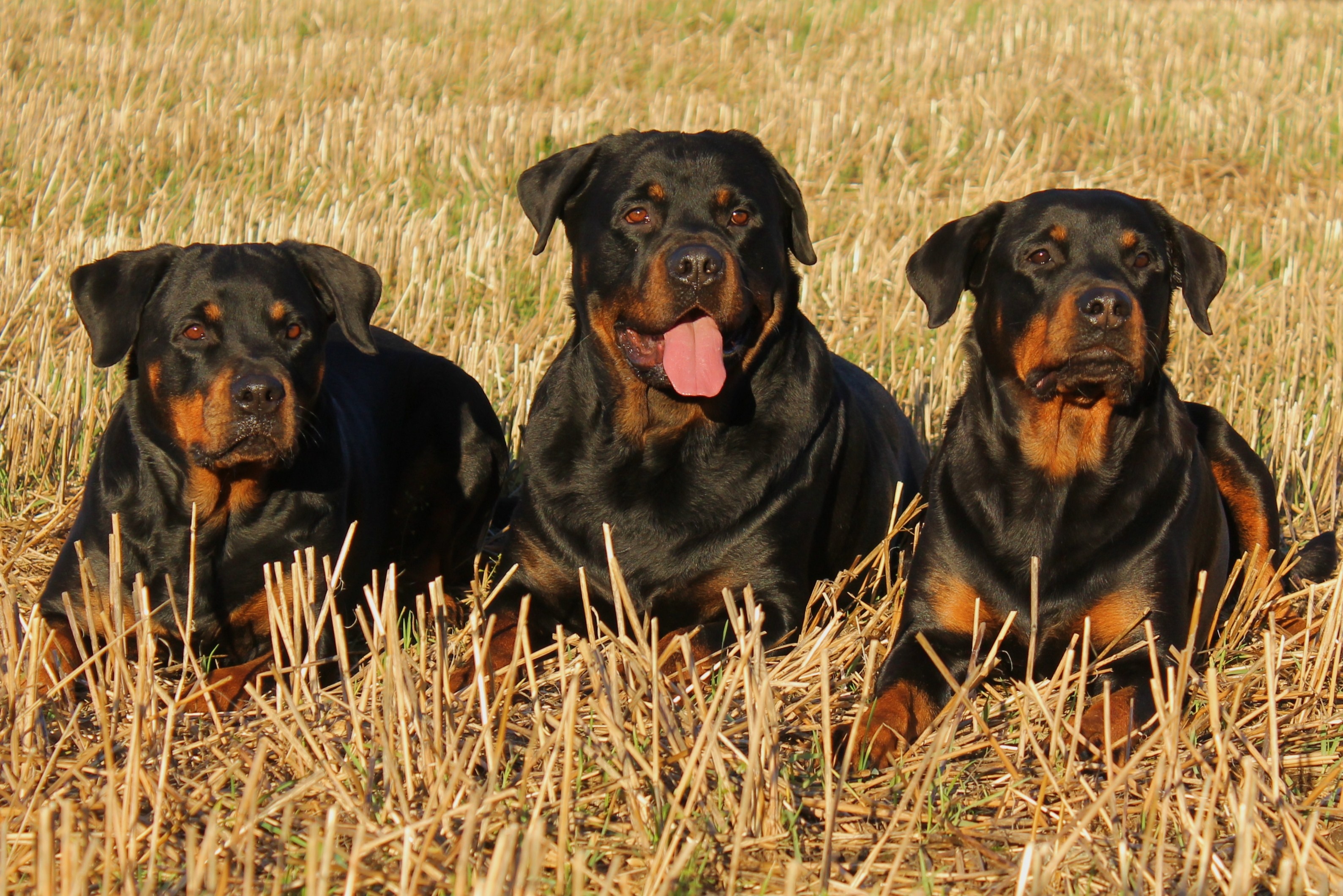 are male rottweilers dominant