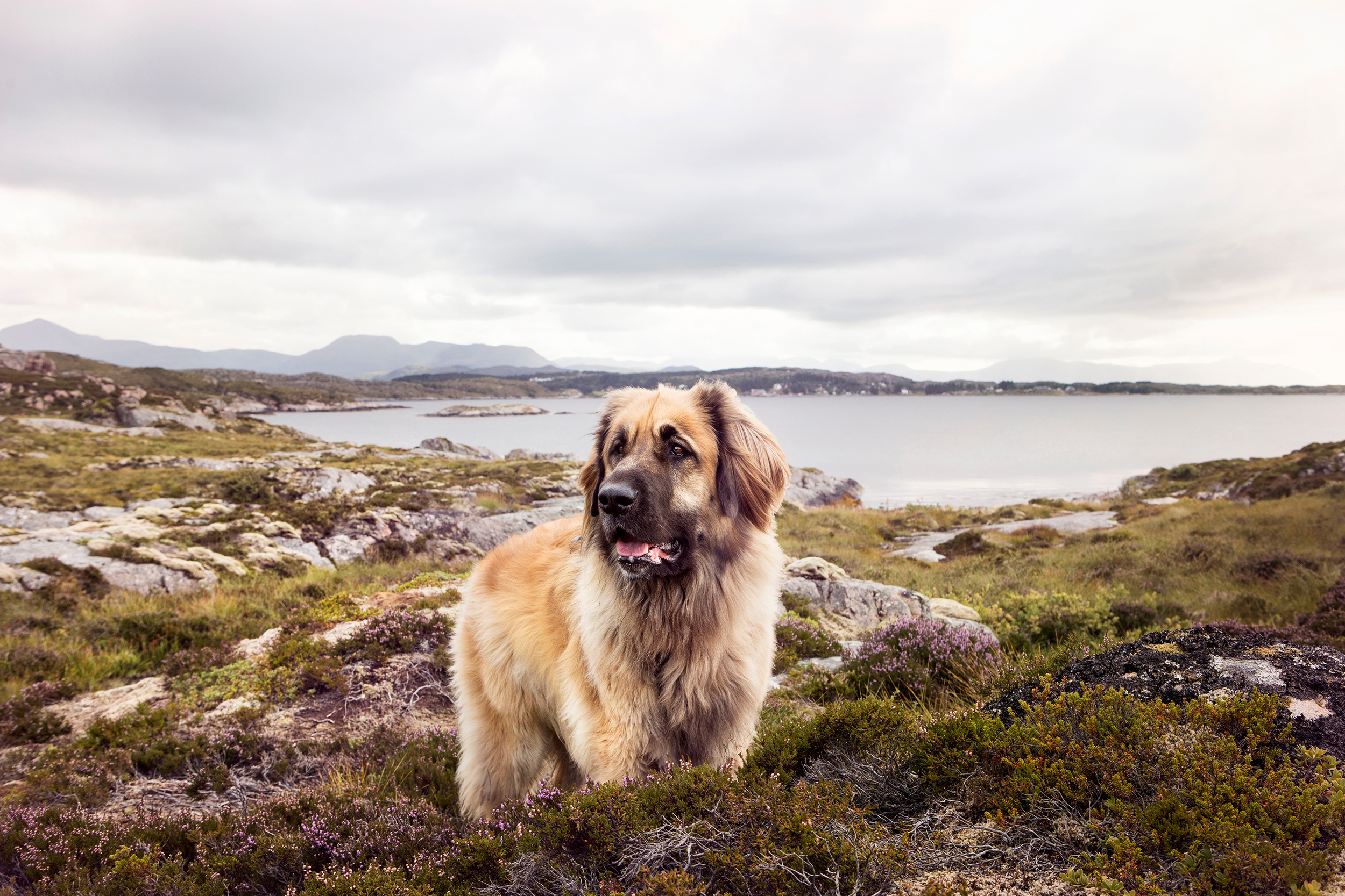 Leonberger_1379672858SM