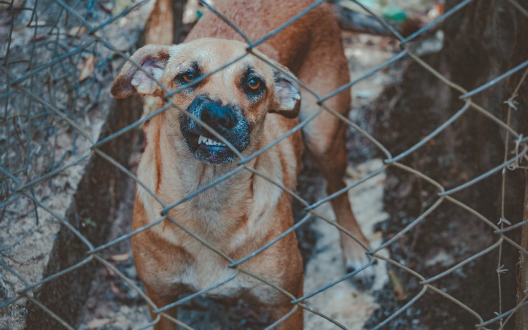 Rabies: Facts & Figures