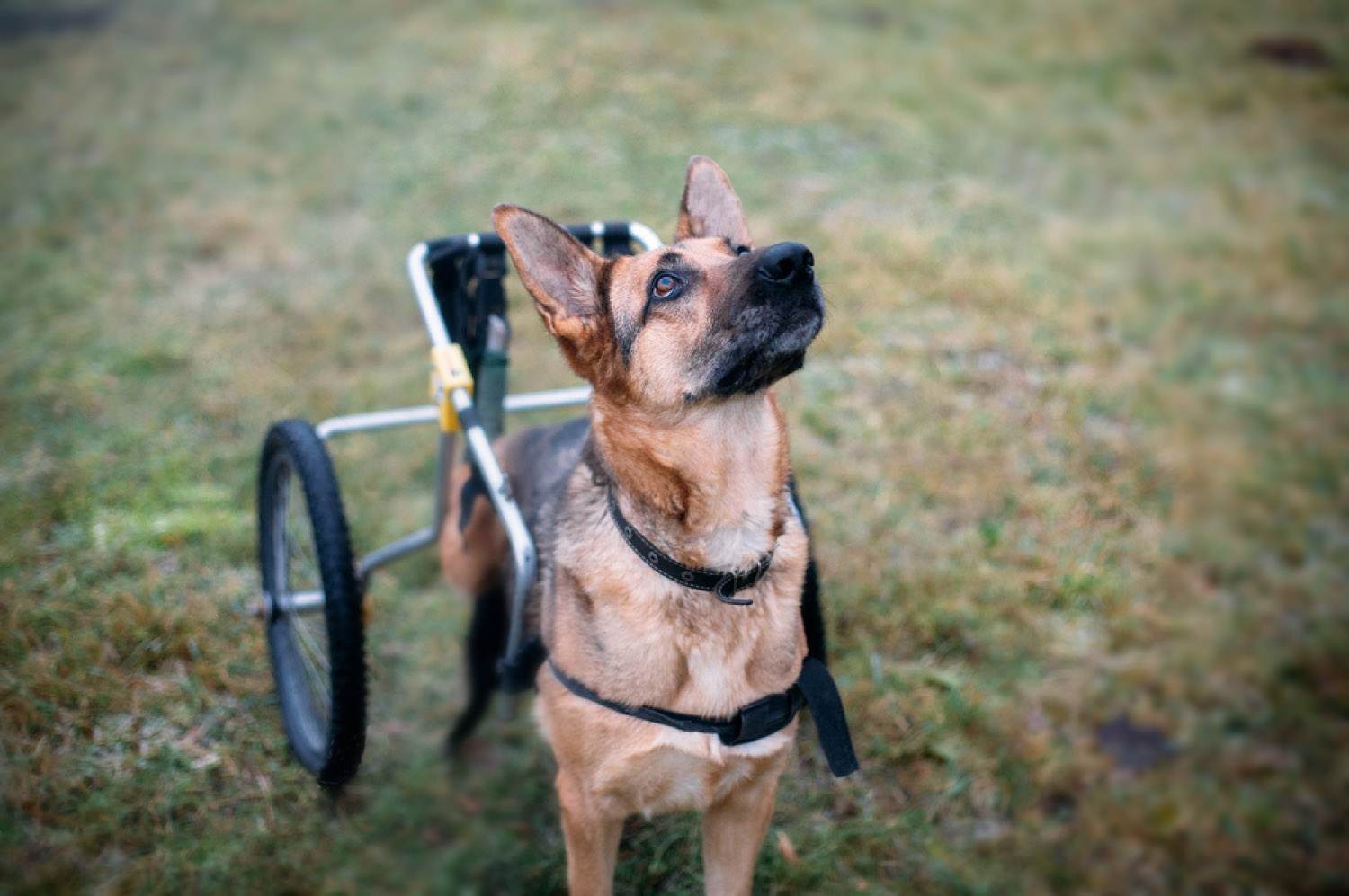 dog-wheelchair