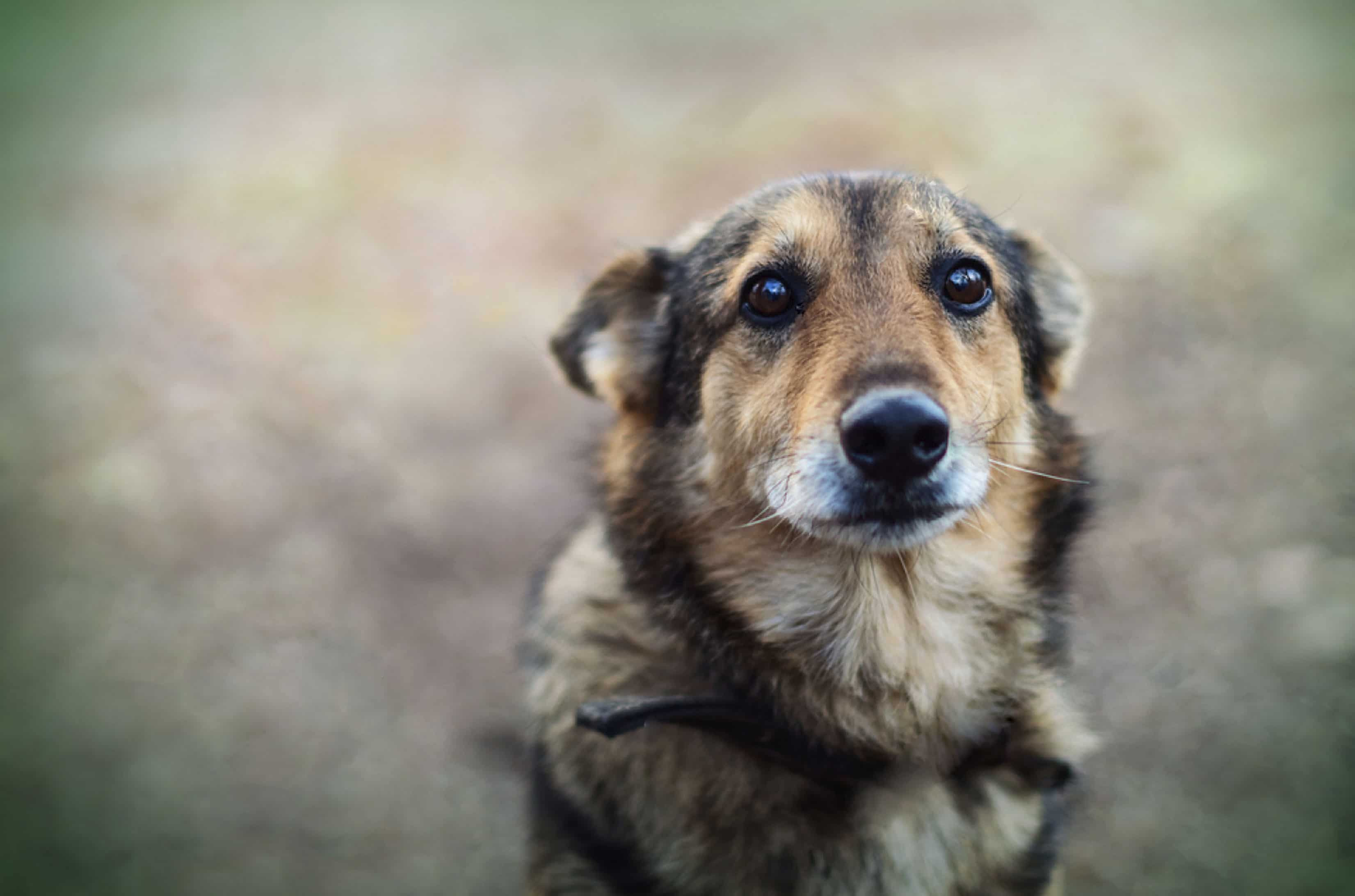 AF-Coping-with-Canine-Lymphoma