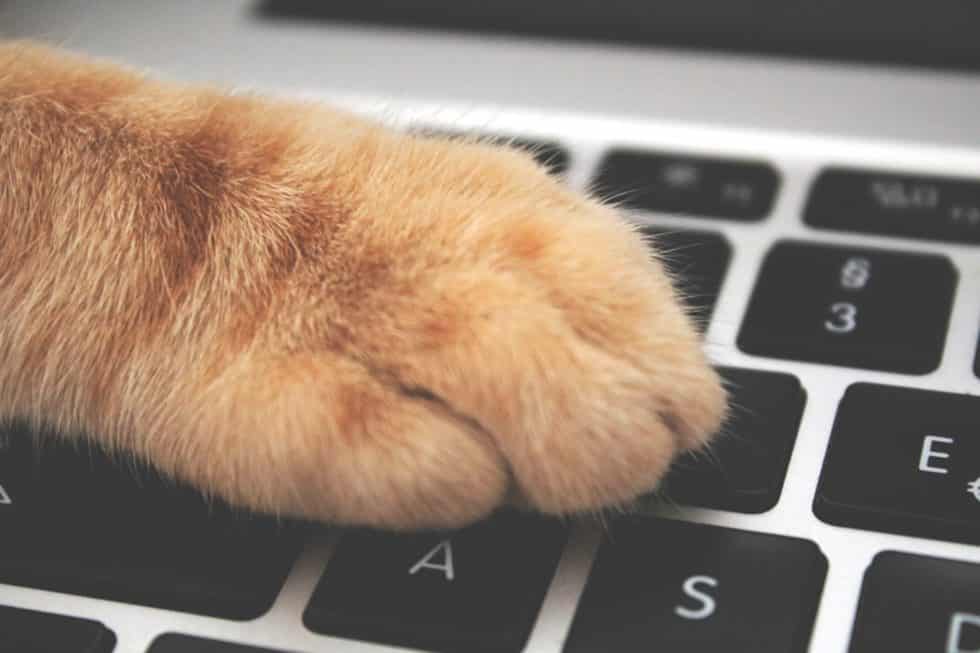 The new normal: working from home with your pets