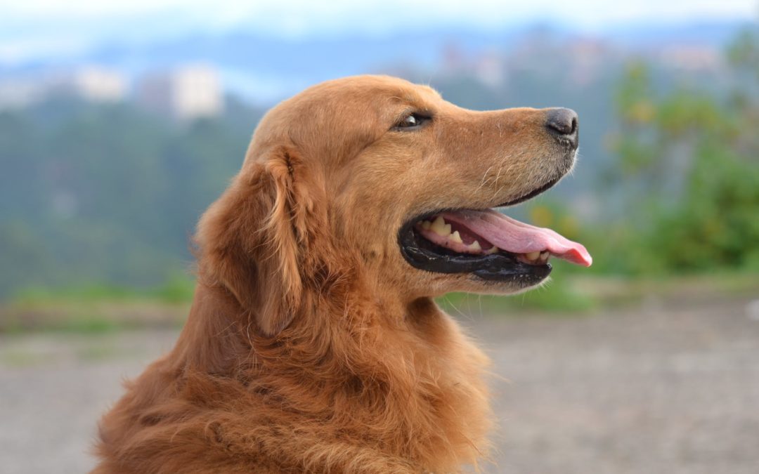 How to deal with your dog’s sensitive stomach