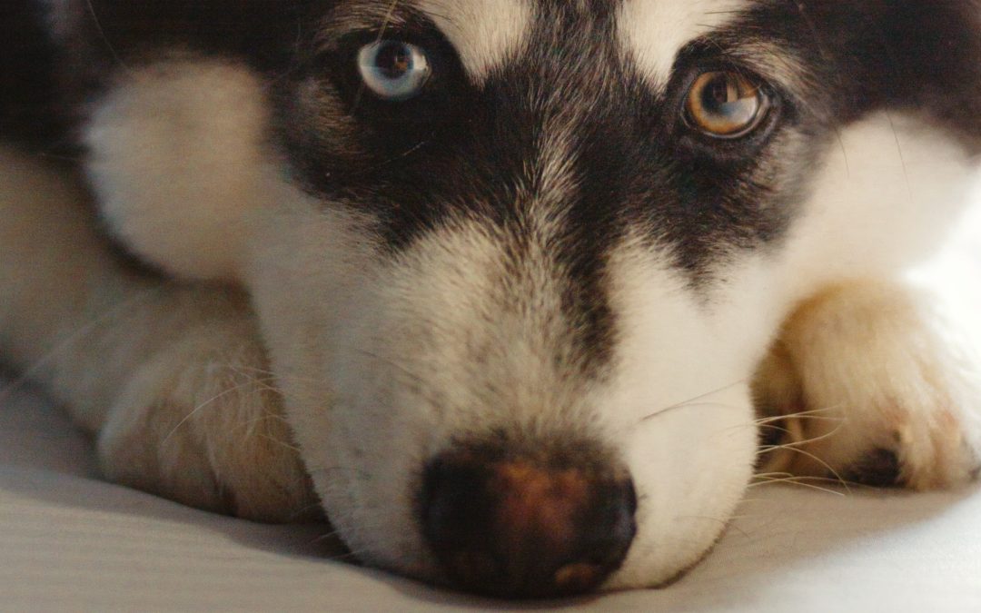 Tips for dogs with sensitive stomachs