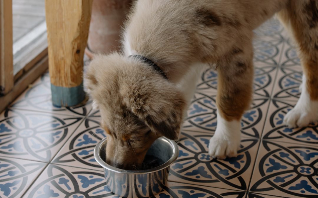 Why it’s time to switch to a raw alternative dog food