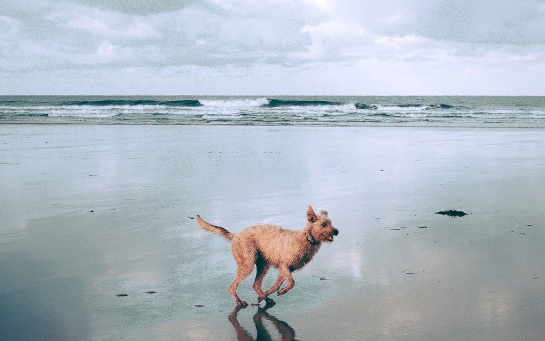 Osteoarthritis and 4 Tips to Maintain Bone and Joint Health for Dogs