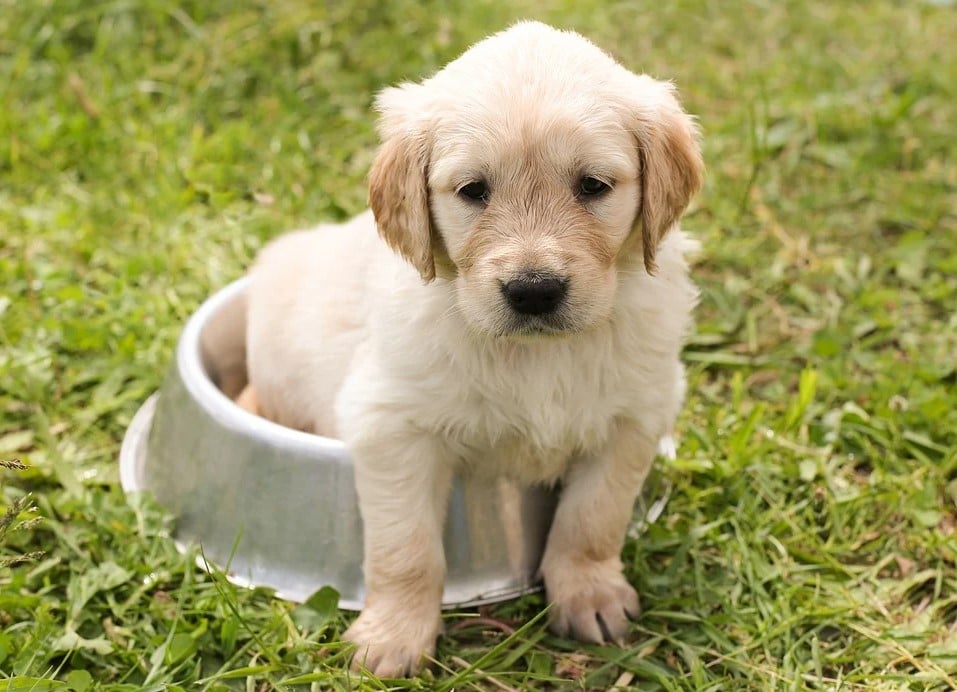 puppy golden retriever