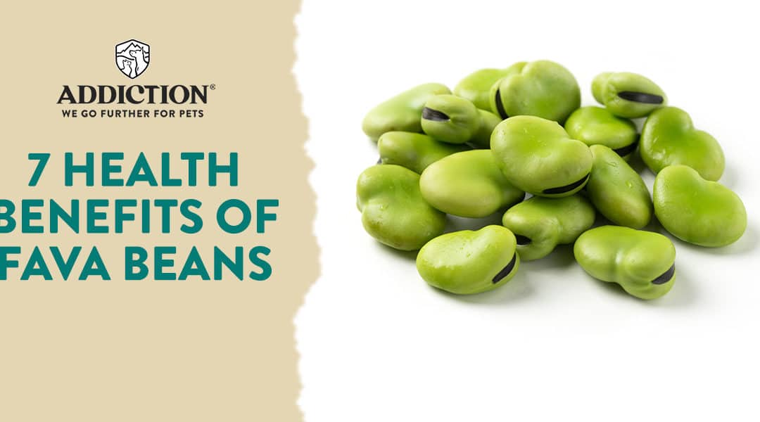 INFOGRAPHIC: 7 health benefits of Fava Beans