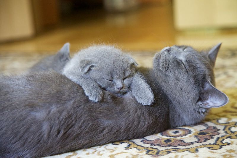 British Shorthair breed characteristics