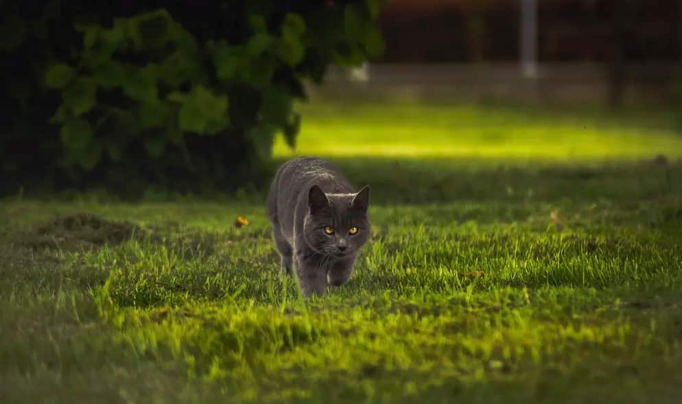 British Shorthair cat history