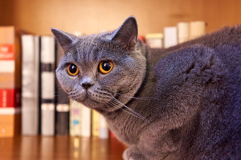 British shorthair cat breed