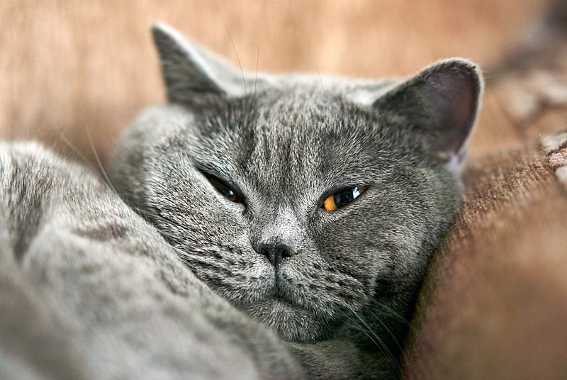 British shorthair health