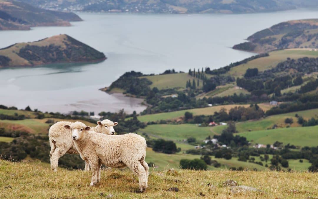 Why New Zealand-Made Means Premium Pet Food