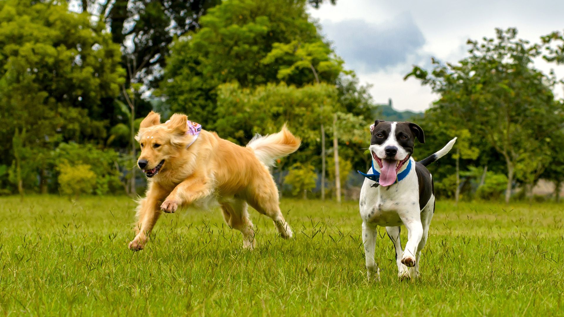 dogs running